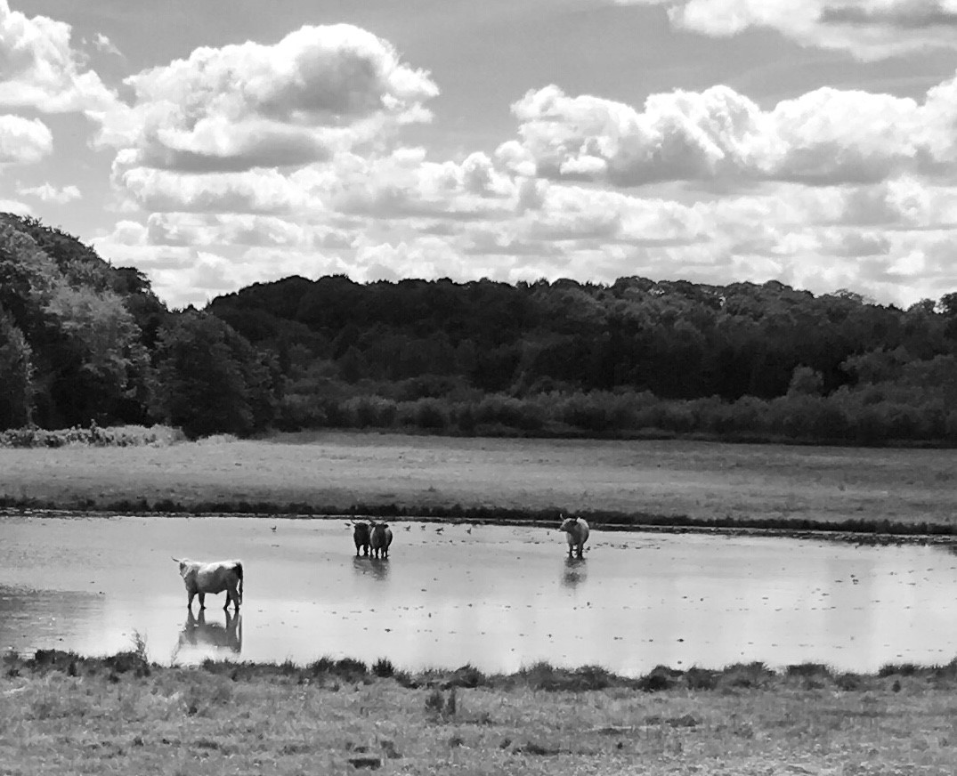 North Norfolk holiday