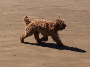 Dog on North Norfolk beach