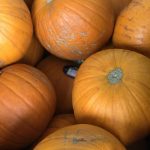 Freshly picked pumpkins